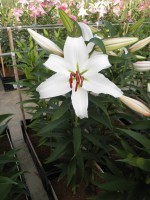 [1825 Constanta 2N No02.JPG]